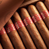 PARTAGAS SERIE D NO 5 BN 25